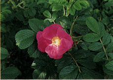 Japanese Rose(Rugosa)