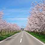 河北潟を彩る桜並木